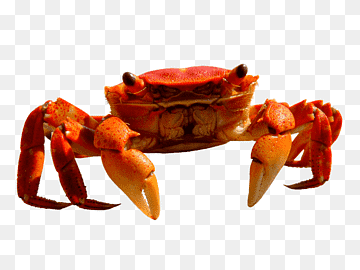 adorable red crab front profile